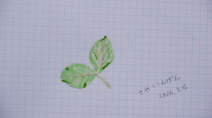 さやいんげん さやいんげん